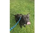 Adopt Princess a Black American Pit Bull Terrier / Mixed Breed (Medium) / Mixed