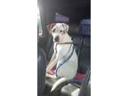 Adopt Sammie a White Hound (Unknown Type) / Terrier (Unknown Type