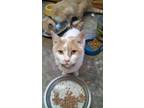 Adopt PatchesR a White British Shorthair / Mixed Breed (Medium) / Mixed (short