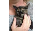 Adopt Rose a All Black Maine Coon / Mixed Breed (Medium) / Mixed (short coat)