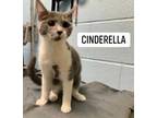 Adopt Cinderella a Gray or Blue Russian Blue / Domestic Shorthair / Mixed (short