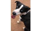 Adopt Chevy a Black Border Collie / Mixed Breed (Medium) / Mixed (short coat)