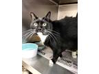 Adopt Suri a All Black Domestic Shorthair / Mixed Breed (Medium) / Mixed (short