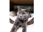 Adopt Harry a Gray or Blue Domestic Shorthair / Mixed Breed (Medium) / Mixed
