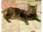 Adopt black foot (ro) a Brown Tabby Domestic Shorthair / Mixed Breed (Medium) /