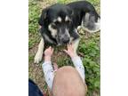 Adopt Taz a Tricolor (Tan/Brown & Black & White) Great Pyrenees / Border Collie