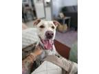 Adopt Mya a Tan/Yellow/Fawn Great Pyrenees / American Staffordshire Terrier /