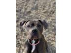 Adopt Leo:call First [phone removed] Ext.1 a Staffordshire Bull Terrier /...