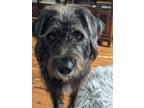 Adopt Moose a Black - with White Irish Wolfhound / Labrador Retriever / Mixed