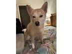 Adopt Rider a Red/Golden/Orange/Chestnut - with White Shiba Inu / Akita / Mixed