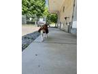 Adopt Lola a Tricolor (Tan/Brown & Black & White) Beagle / Mixed dog in