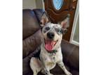 Adopt Maggie a White - with Red, Golden, Orange or Chestnut Australian Cattle