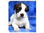 Adopt Bean a Brindle - with White Boxer / American Pit Bull Terrier / Mixed dog