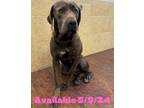 Adopt Dog Kennel #17 Brownie a Cane Corso / Weimaraner / Mixed dog in