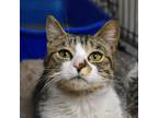 Adopt Marla a Tan or Fawn (Mostly) Domestic Shorthair (short coat) cat in