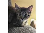Adopt Gracie Mae a Gray, Blue or Silver Tabby Domestic Shorthair (short coat)