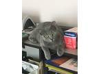 Adopt Pewter a Gray or Blue Domestic Shorthair (short coat) cat in Cherry Hill