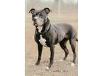 Adopt Willow a American Pit Bull Terrier / Mixed dog in Laingsburg