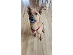Adopt Christmas a Red/Golden/Orange/Chestnut - with White German Shepherd Dog /