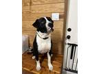 Adopt Porkchop a Black - with White Staffordshire Bull Terrier / Pit Bull