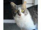 Adopt Coco a Gray, Blue or Silver Tabby Domestic Shorthair (short coat) cat in