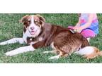 Adopt Gally a Red/Golden/Orange/Chestnut - with White Australian Shepherd /