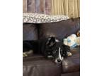 Adopt Ollie a Black - with White Border Collie / Mixed dog in Denton