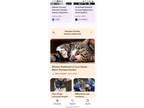 Adopt Symbia Brice a Brown Tabby Tabby / Mixed (short coat) cat in Elkhart