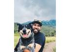 Adopt Rockie a Gray/Blue/Silver/Salt & Pepper Australian Cattle Dog / Mixed dog