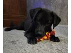 Adopt Jasmine a Black - with White Border Collie / Great Pyrenees / Mixed dog in