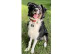 Adopt Truly a Tricolor (Tan/Brown & Black & White) Australian Shepherd / Mixed