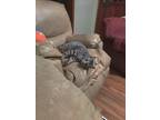 Adopt Laveau a Gray, Blue or Silver Tabby American Shorthair / Mixed (short