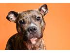 Adopt Winston Theodore a Brindle - with White American Staffordshire Terrier /