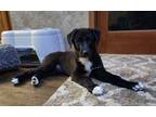 Adopt Andy a Black - with White Great Pyrenees / Border Collie / Mixed dog in