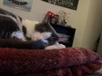 Adopt Lulu a White (Mostly) Domestic Shorthair / Mixed (short coat) cat in