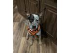 Adopt Max a Gray/Blue/Silver/Salt & Pepper Australian Cattle Dog / Mixed dog in