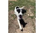 Adopt Moon a Labrador Retriever / Mixed dog in Cleveland, TN (41513849)