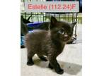 Adopt Foster Estelle a All Black Domestic Shorthair / Mixed (short coat) cat in