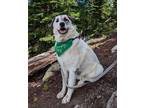 Adopt Balto a Great Pyrenees / Anatolian Shepherd / Mixed dog in Winter Park