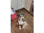 Adopt Ava a Gray/Silver/Salt & Pepper - with White Schnauzer (Standard) /