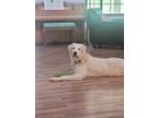 Adopt Lollipop a White Great Pyrenees / Mixed dog in Tulsa, OK (41513715)