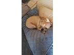 Adopt Riley a Tan/Yellow/Fawn Boston Terrier / Mixed dog in Fort Myers