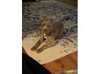 Adopt PacMan a Tan/Yellow/Fawn American Pit Bull Terrier / Mixed dog in Lebanon