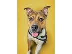 Adopt Barney a White American Pit Bull Terrier / American Staffordshire Terrier