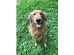 Adopt Murray a Red/Golden/Orange/Chestnut Golden Retriever / Mixed dog in