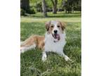 Adopt Remi a Tan/Yellow/Fawn - with White Australian Shepherd / Mixed dog in