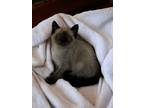 Adopt Thunder a Cream or Ivory (Mostly) Siamese (short coat) cat in San Diego