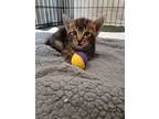 Adopt Grady a Spotted Tabby/Leopard Spotted Tabby (short coat) cat in Wimauma