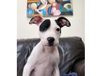 Adopt Moo Moo a White - with Black American Pit Bull Terrier / Mixed dog in