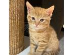 Adopt Crookshanks a Orange or Red Tabby Domestic Shorthair (short coat) cat in